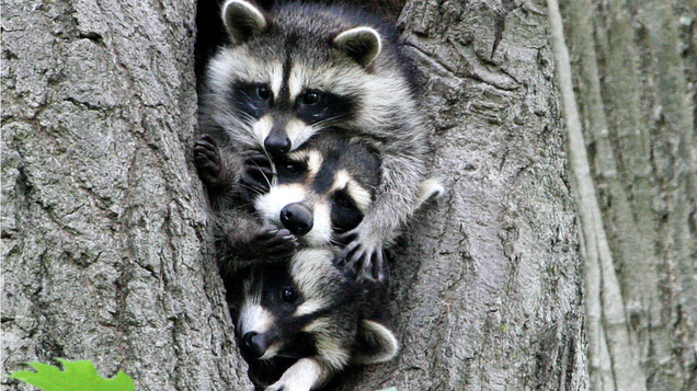 Illustration for article titled Aww! These Photos Of Animals With Their Children Are Going To Melt Your Hand